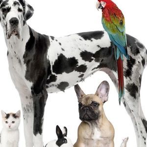 Meet your Posher, Molly